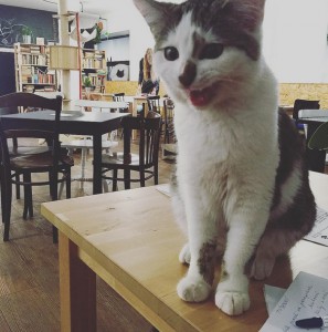 Kočičí kavárna