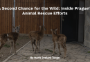 A Second Chance for the Wild: Inside Prague’s Animal Rescue Efforts A Second Chance for the Wild: Inside Prague’s Animal Rescue Efforts